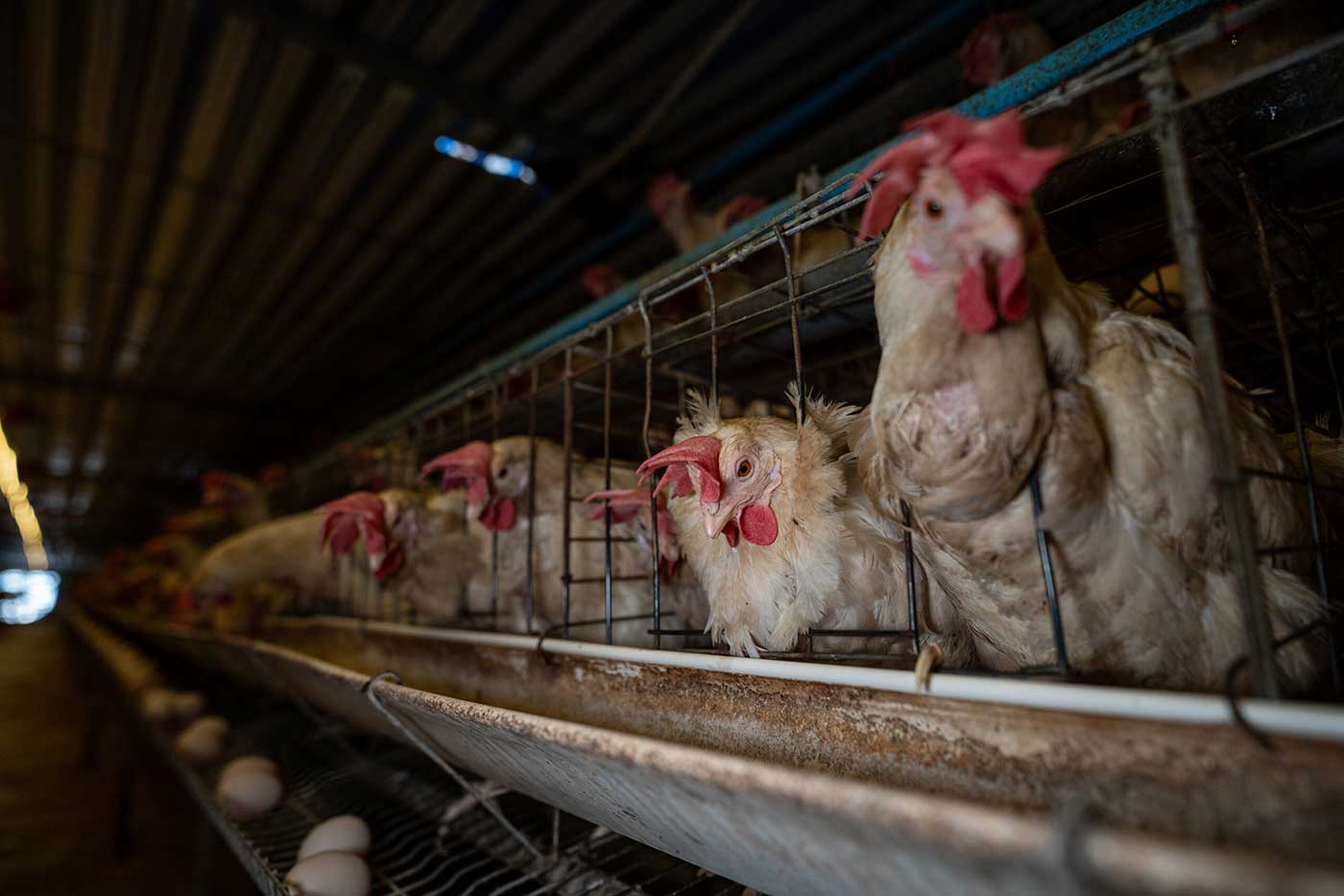 White laying hens live in rows of crowded battery cages at an intensive egg production farm. Each cage houses several hens in tight spaces, laying eggs onto slanted wire surfaces for collection. Workers add food manually to feeding troughs, and water is provided only at scheduled intervals.